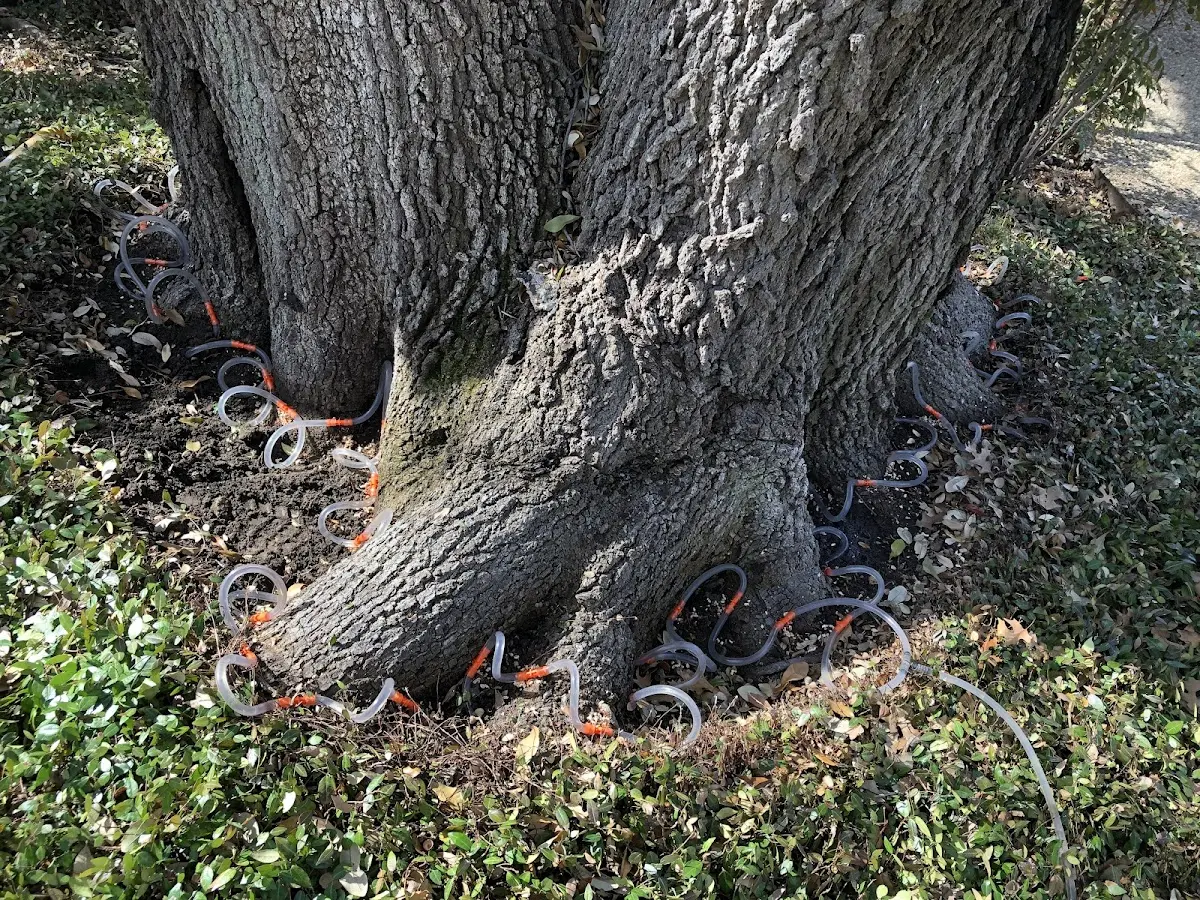 Detailed Tree Cabling and Bracing job site in Tye