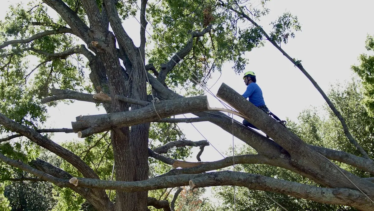 Professional Crown Thinning performed by certified arborists in Tye